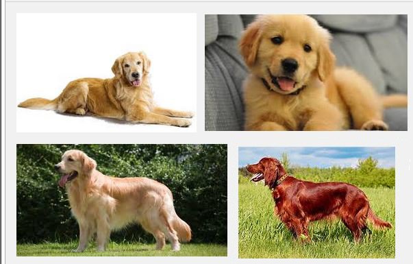 golden + setter.jpg