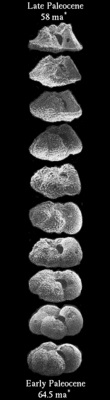 gradualism foraminifera.jpg