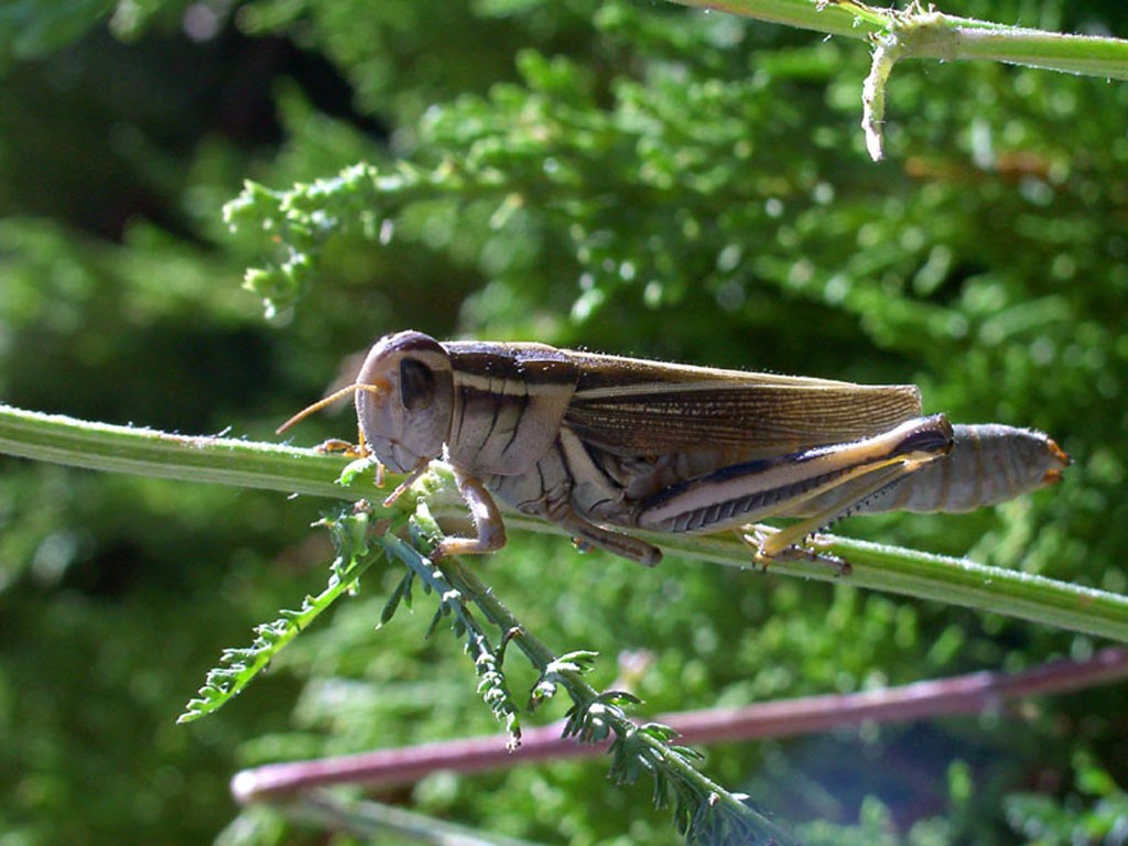 Grasshopper.jpg