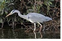 Grey Heron.jpg