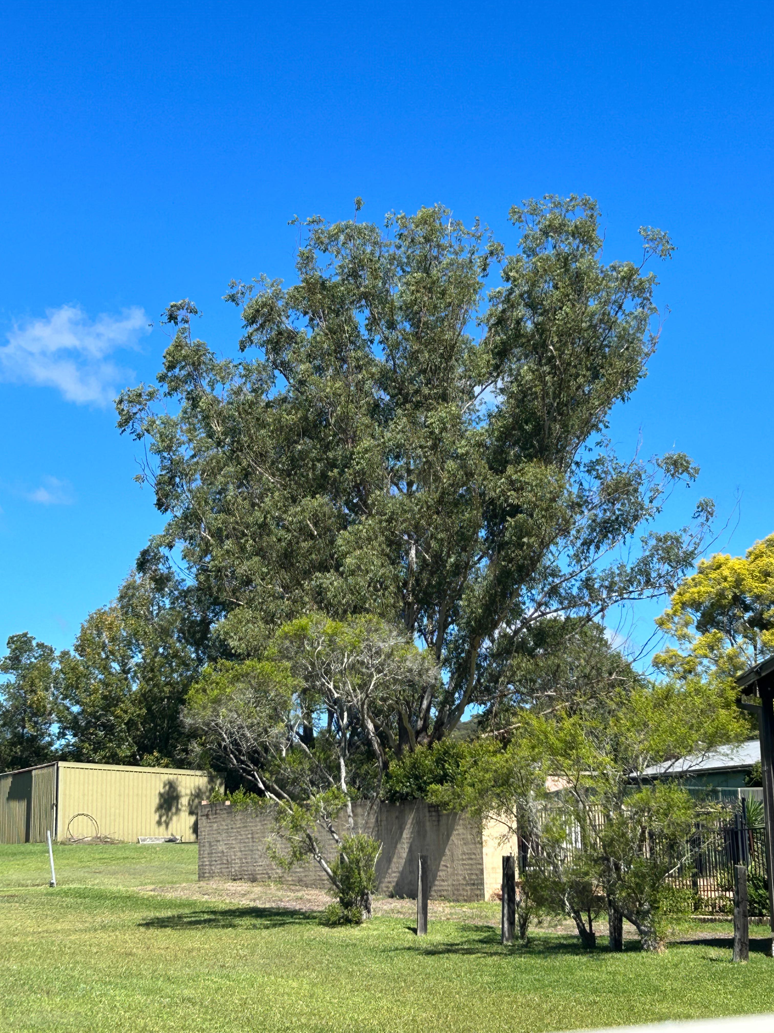 gum tree.jpg