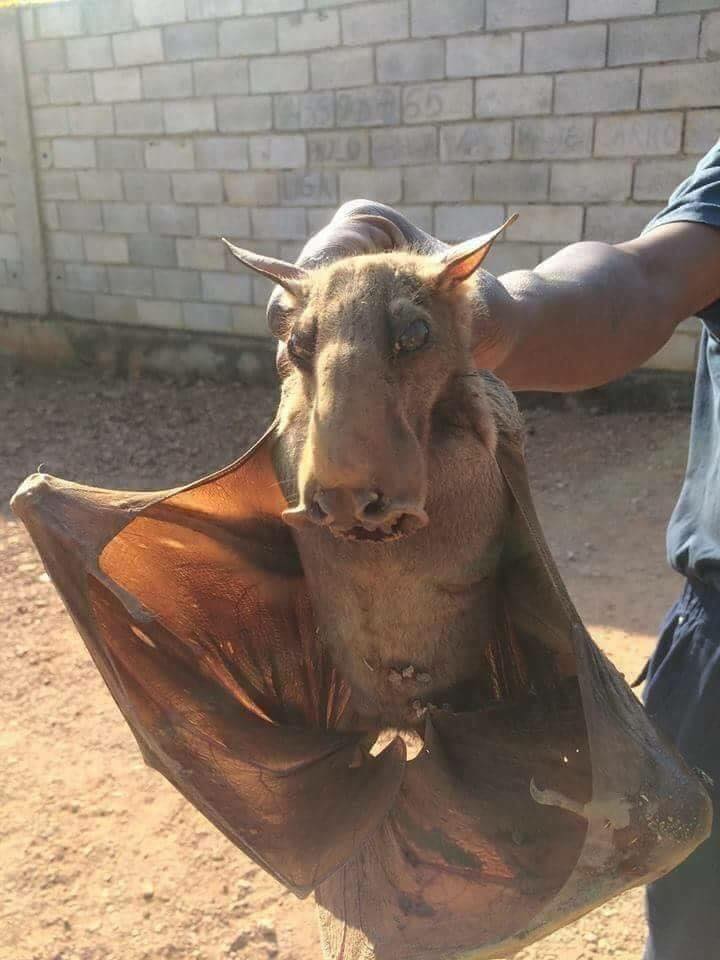 HammerheadBat.jpg