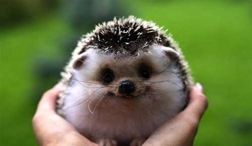 happy hedgehog.jpg