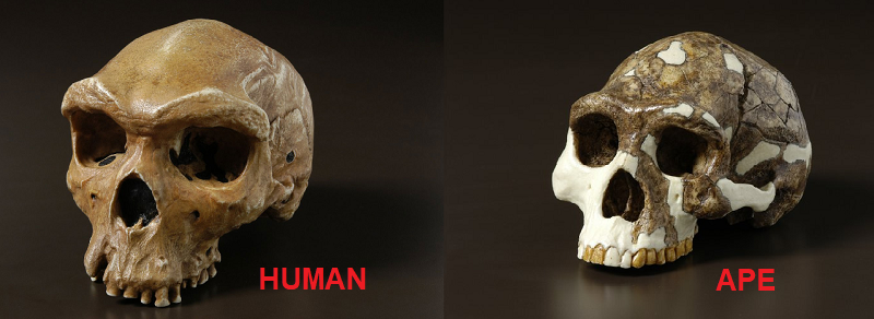 heidelbergensis-erectus.png