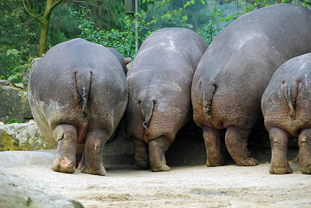 hipppos.jpg