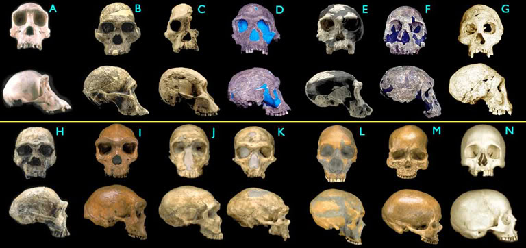 hominids2_small.jpg