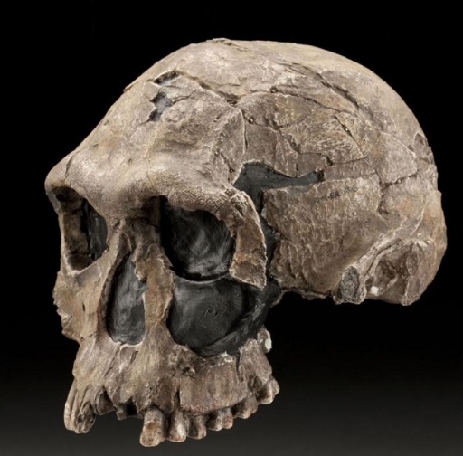 homo-habilis.jpg