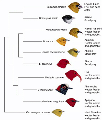 honeycreepers.jpeg