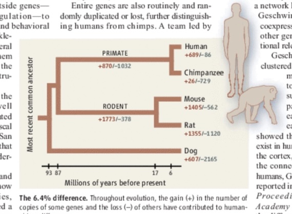 human_chimp_divergence.jpg
