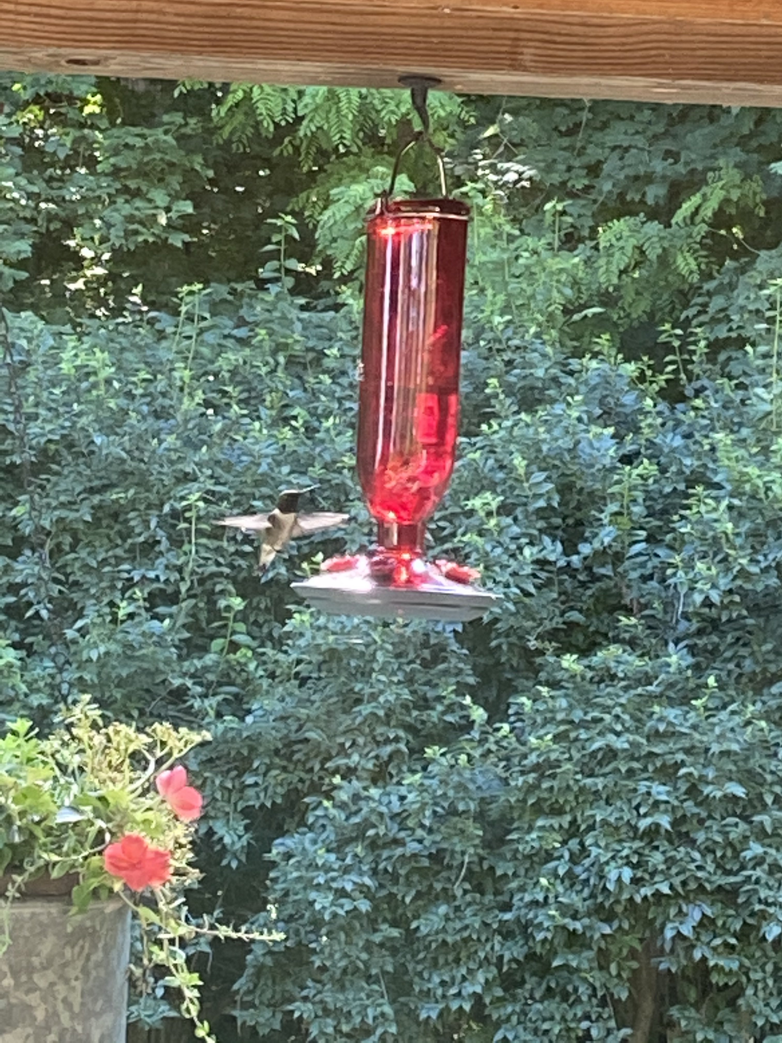 IMG_0952.jpeg