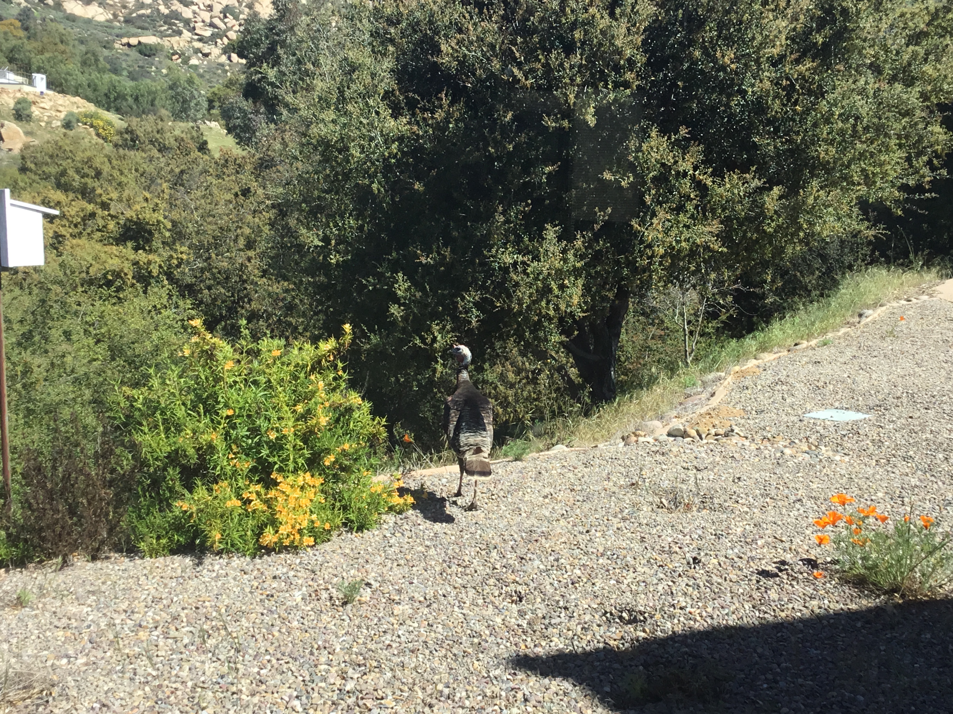 IMG_3168.jpeg