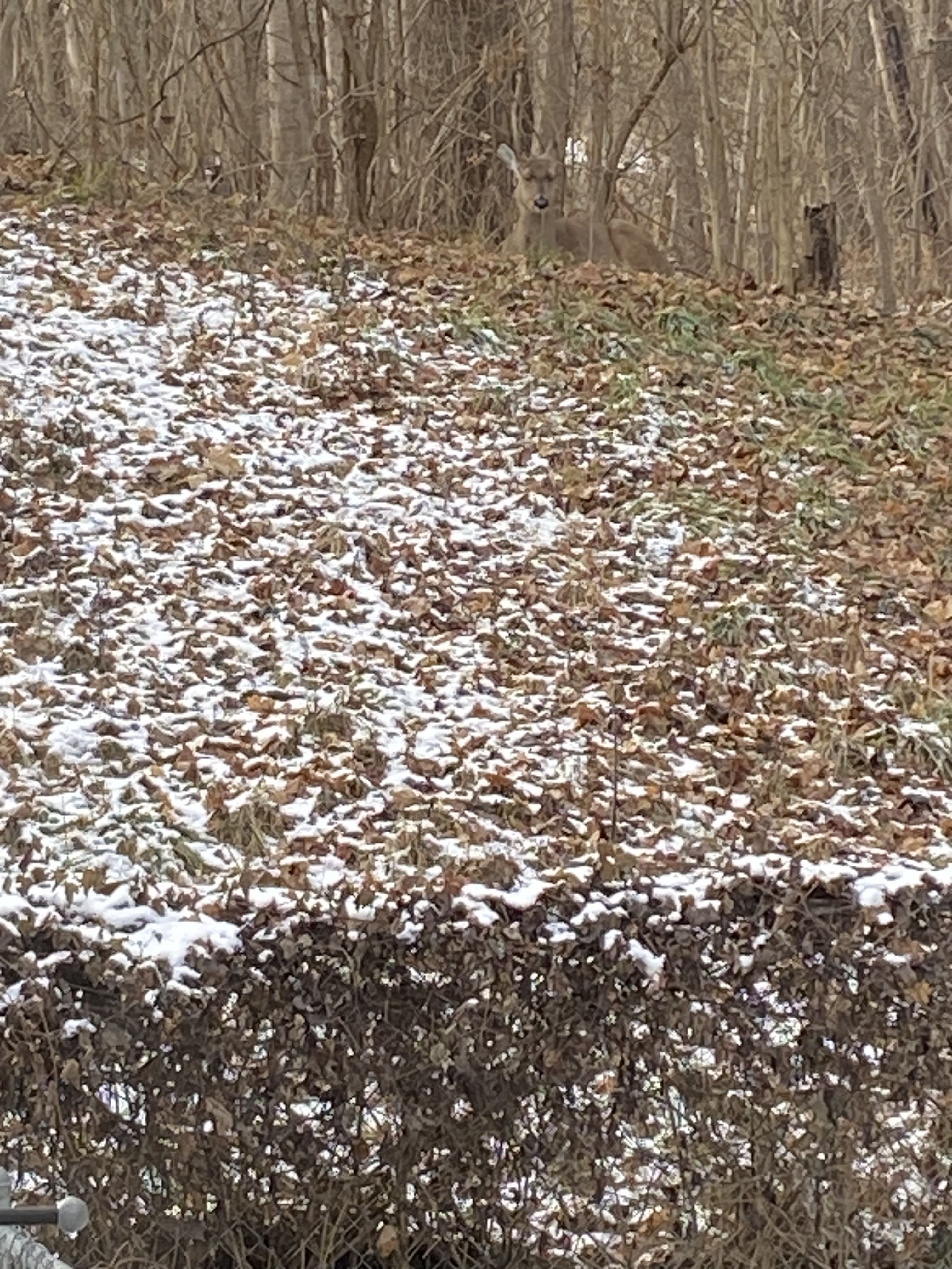 IMG_3383.jpeg
