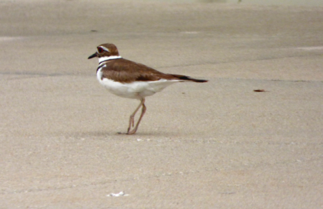 killdeer.PNG