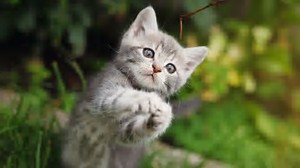 kitten.jpg