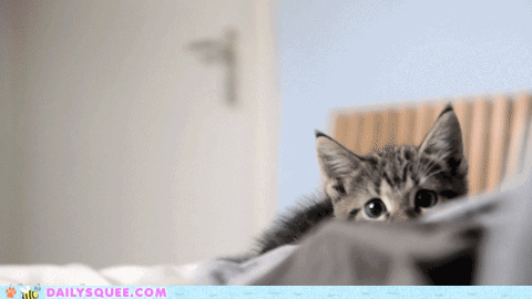 Kitty.gif