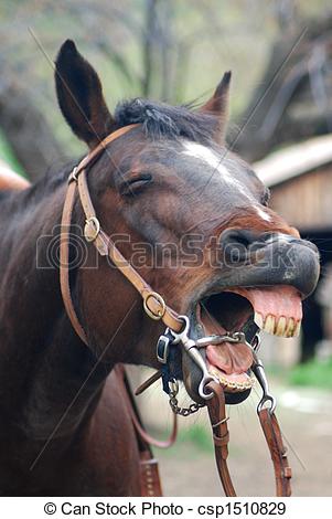 laughing-horse-stock-photograph_csp1510829.jpg