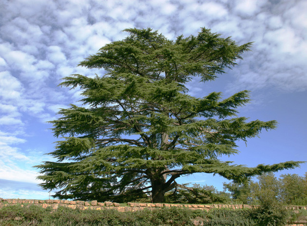 lebanese-cedar630.jpg