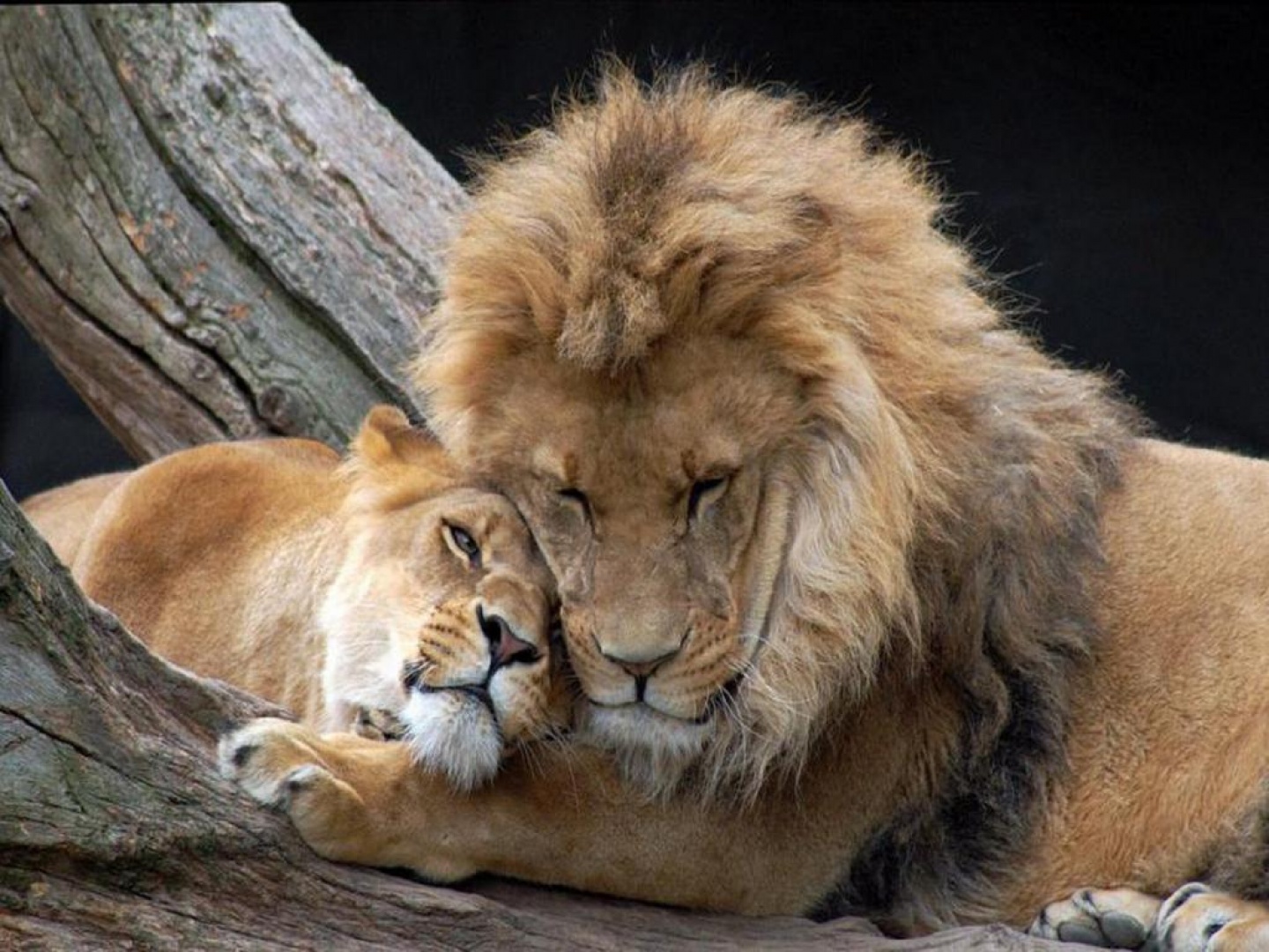 Leones-enamorados.jpg