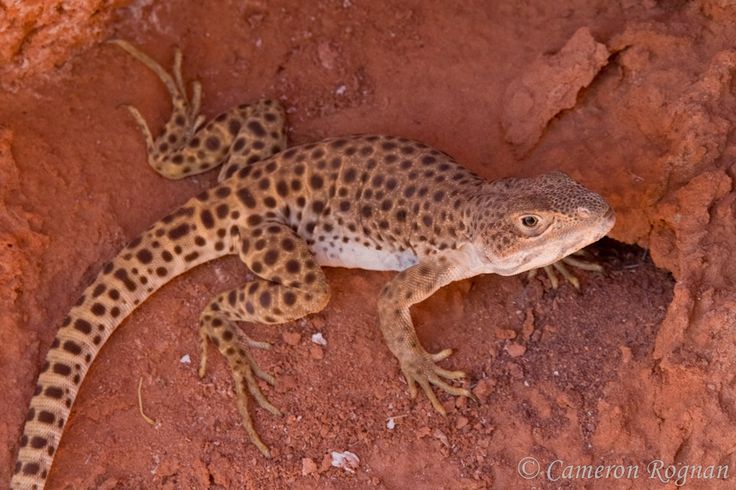 Leopard Lizard.jpg