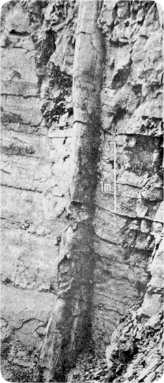 lifesciences-polystrate-tree.jpg