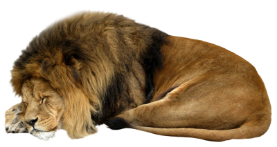 Lion Sleeping PNG Smallest.png