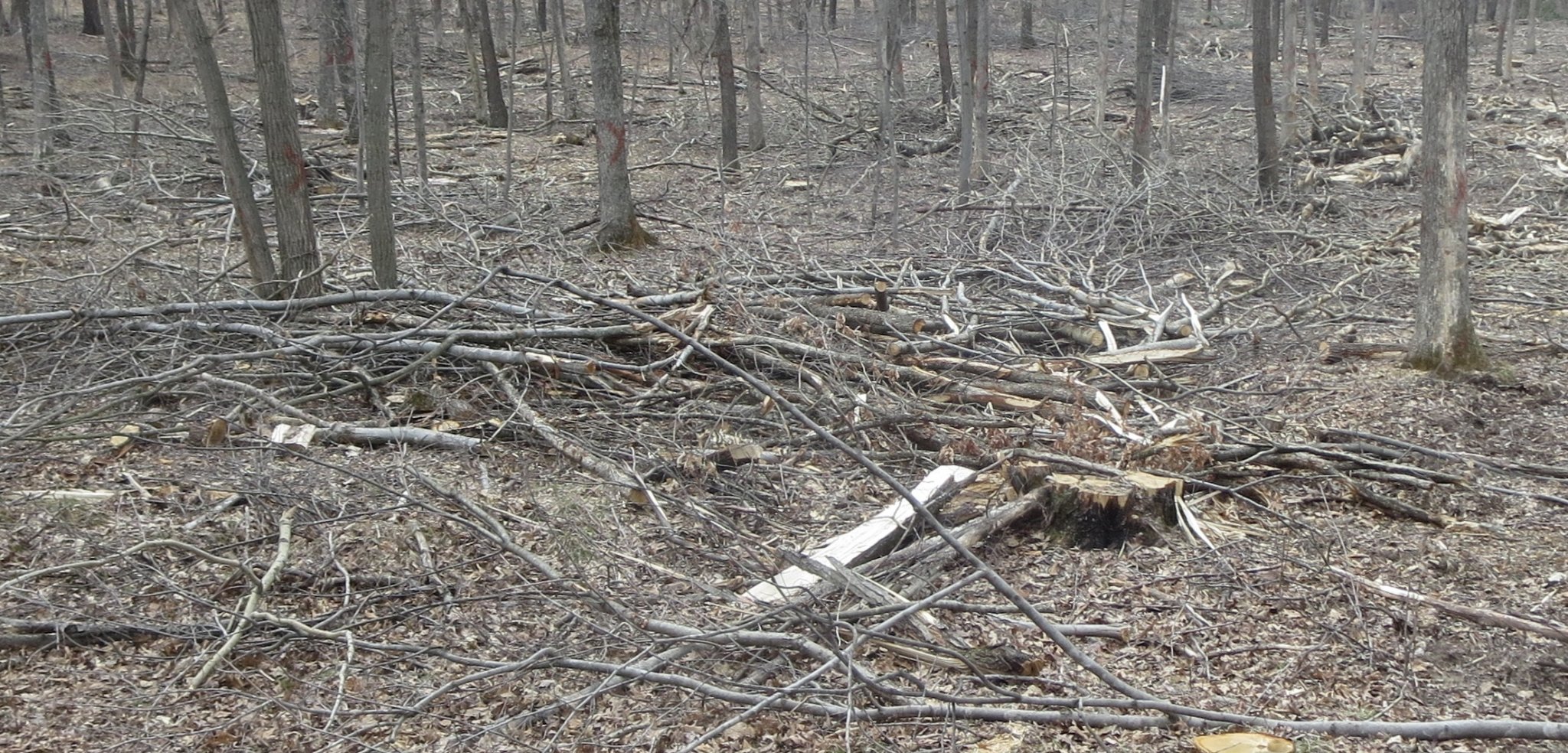 Logging mess.JPG