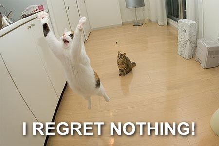 Lolcat 10.jpg