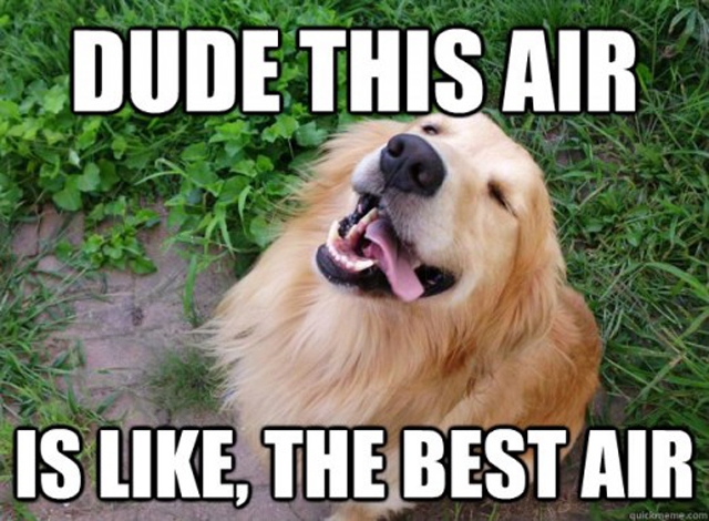 Loldog 7.jpg
