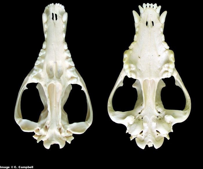 marsupial vs placental.jpg