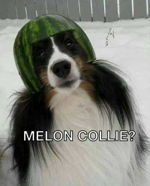 melon collie.png