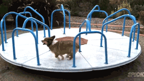 Merry go round dog.gif