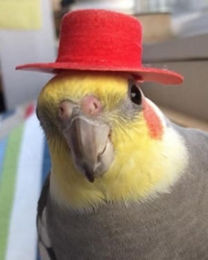 Mod Hat image.jpg