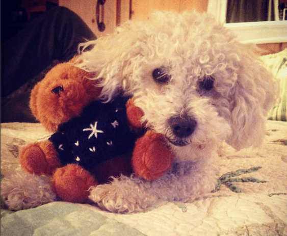 moose and bear.png