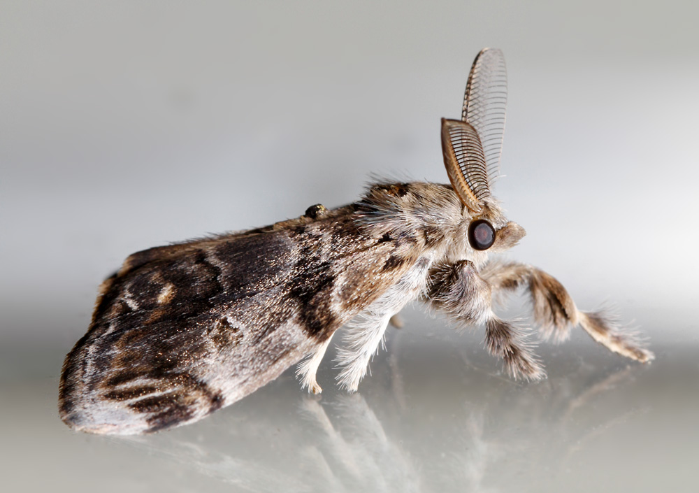 moth_on_window.jpg