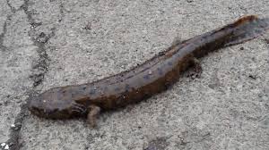 mud puppy.jpg