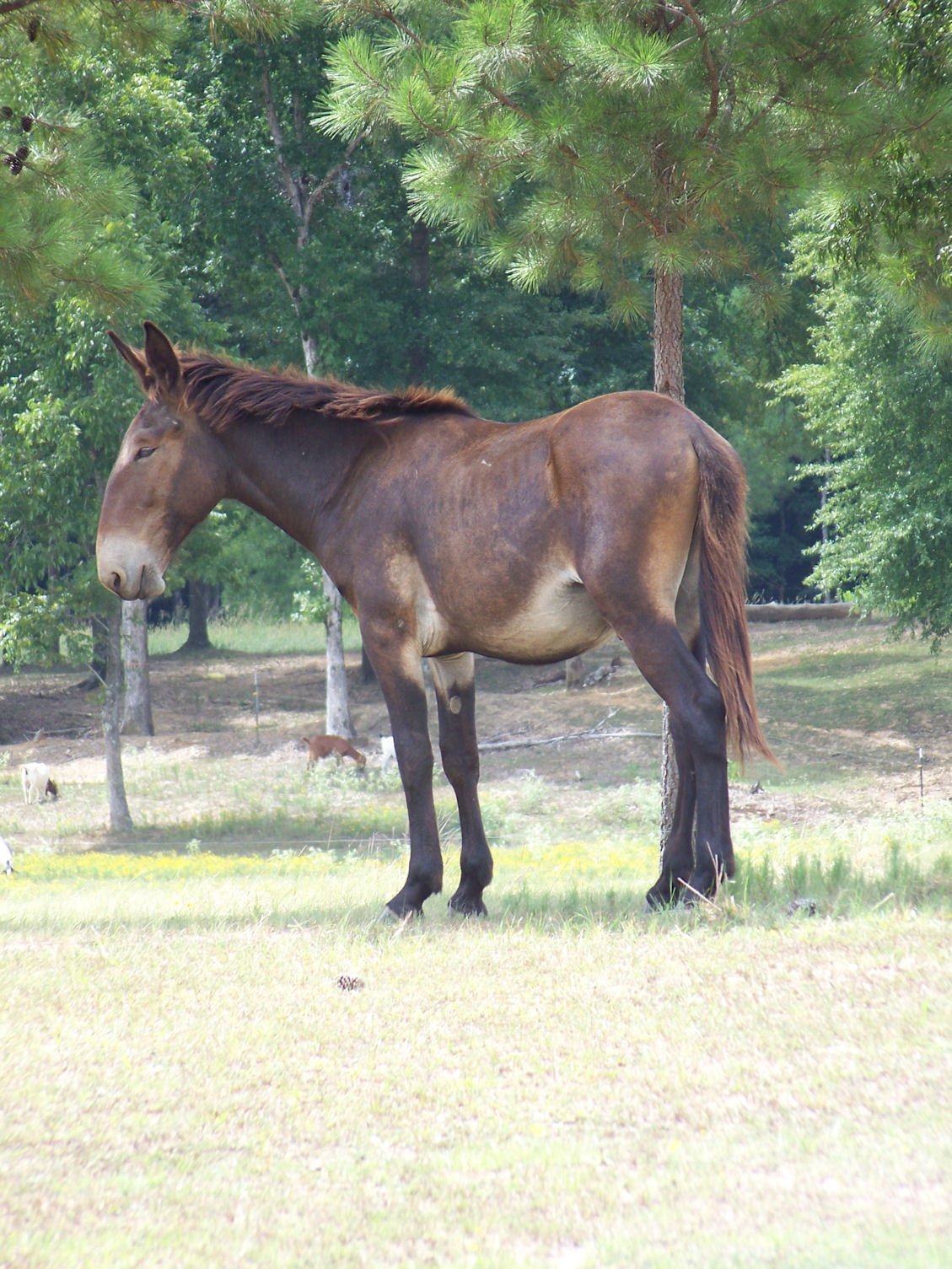 mule4+.jpg