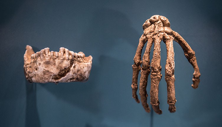 naledi-jaw-and-hand-cast-human-evolution-gallery-two-column.jpg.thumb.768.768.jpg