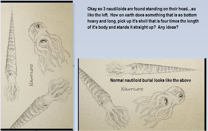 nautiloid fossil- steve austin.png