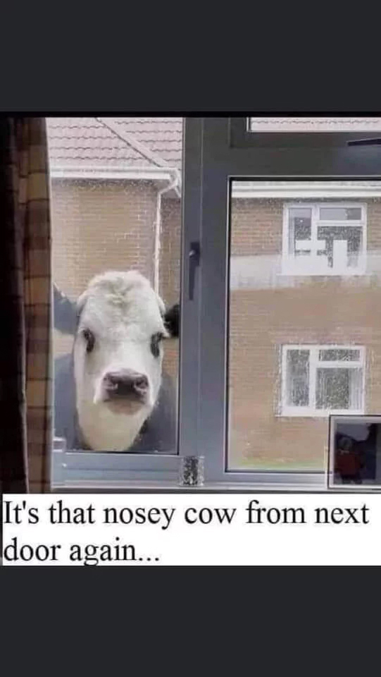 noseycow.jpg