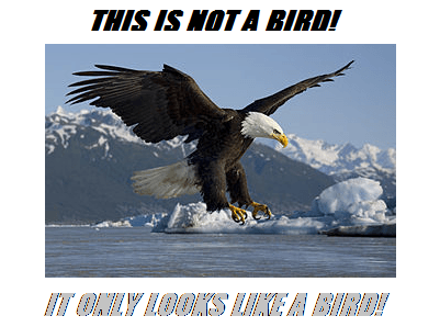 not a bird.png