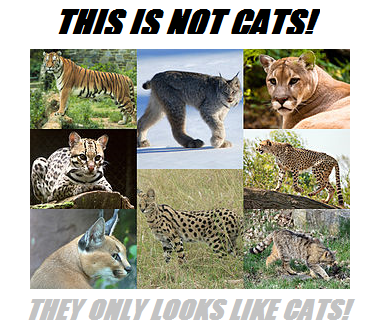 not a cats.png