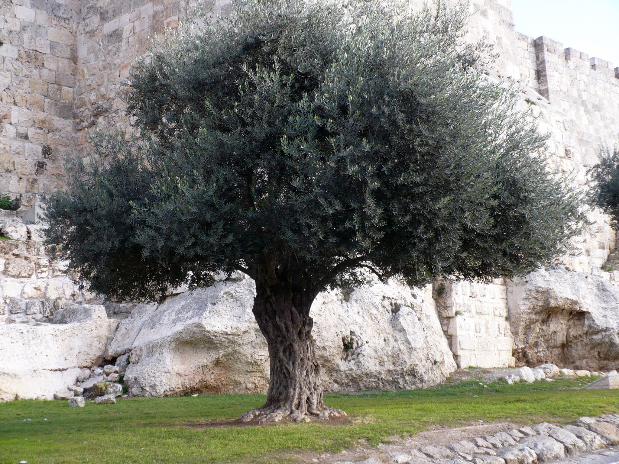 olive-tree-21.jpg