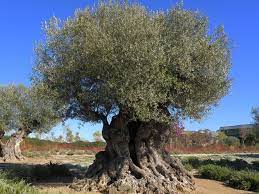 olivetree.jpg