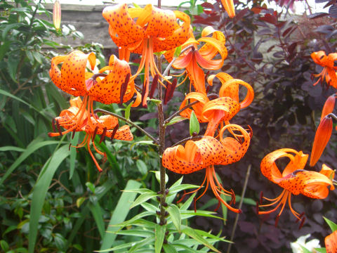 orange lilies.jpg