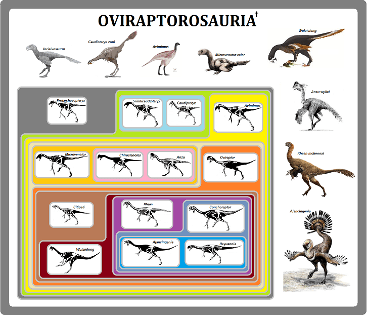 Oviraptotosaurai3-half.png