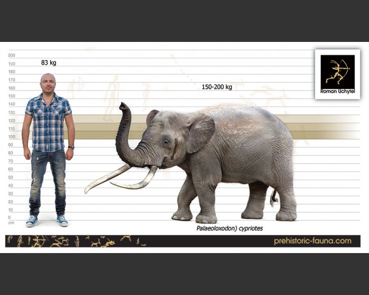 Palaeoloxodon-cypriotes-size-pygmy elephant 738x591.jpg