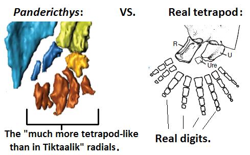 Pandericthys.JPG