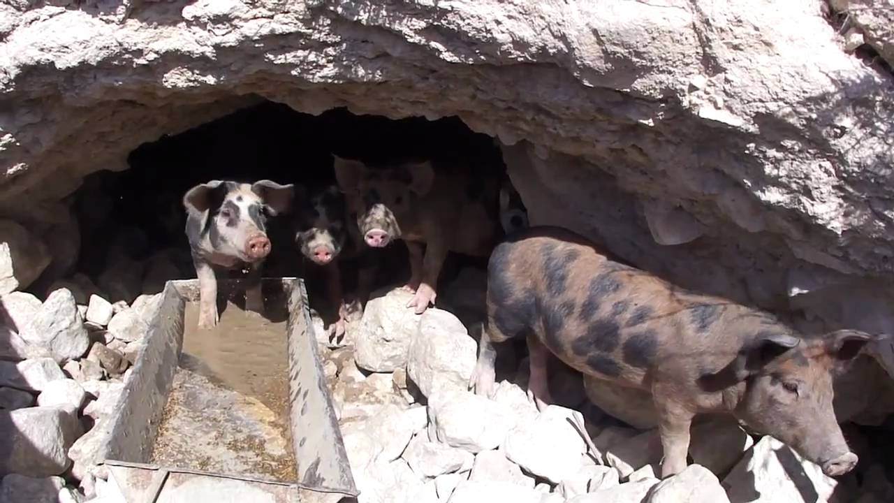 Pigs in a cave.jpg