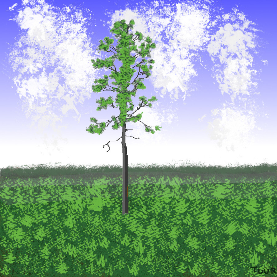 pine.jpg