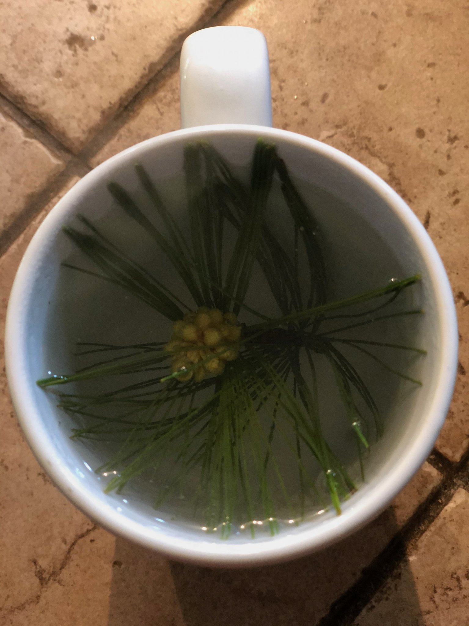 Pine Needle Tea.jpeg